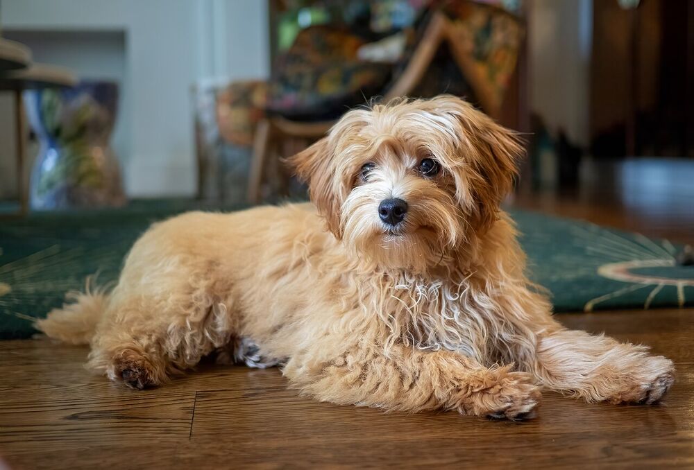 Apricotfarbener Maltipoo liegt entspannt auf dem Boden
