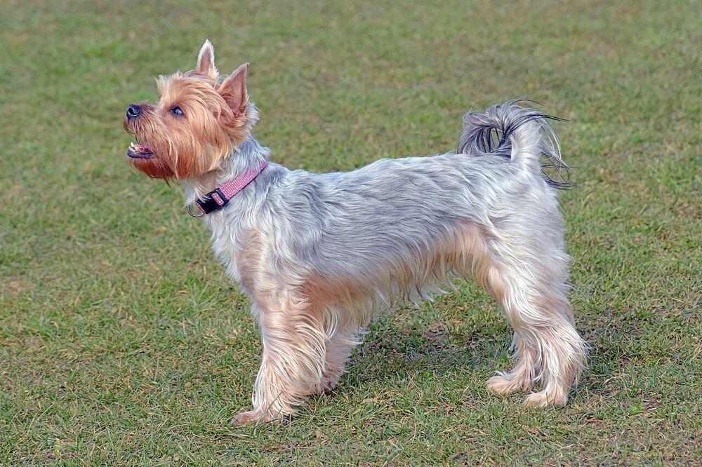Yorkshire Terrier mit kurzem Fell auf einer Wiese, schaut nach oben